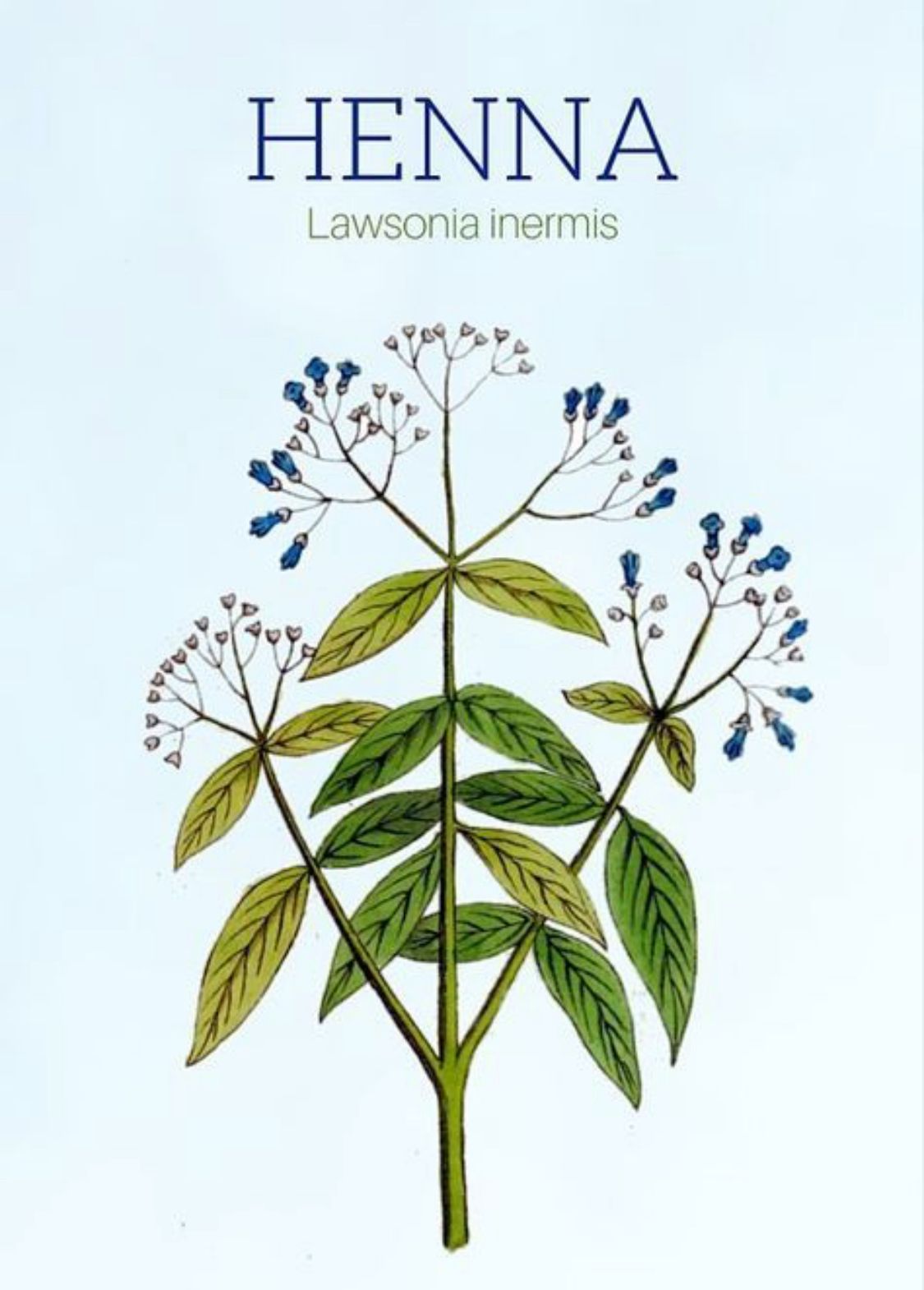 About Herbalexia - Premium Organic Henna Export