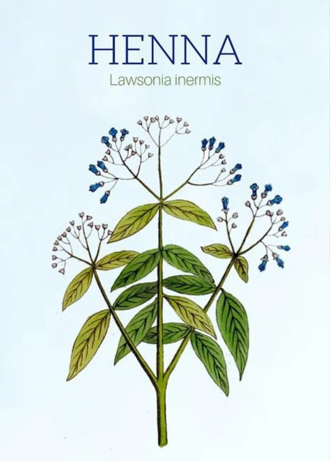 Organic Henna – Herbalexia Production